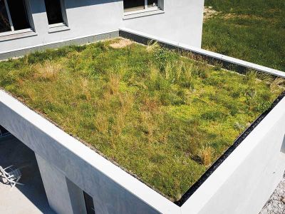 Natte précultivée SAXATILIS - Tapis végétaux toiture