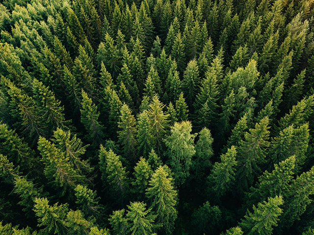 Vers plus de vert avec l'isolation en fibre de bois STEICO