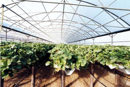 La solution translucide en polycarbonate pour valoriser la lumière naturelle