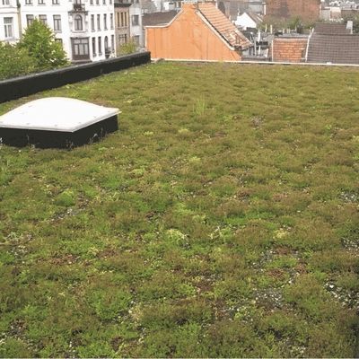 Rénovation énergétique, EPDM et toitures végétalisées : l'alliance durable