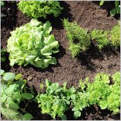Sopranature Cultiva - Solution de végétalisation