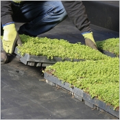 Botanipack pour la végétalisation des toits plats pour les membranes EPDM