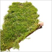 Natte pr&eacute;cultiv&eacute;e SAXATILIS - Tapis v&eacute;g&eacute;taux toiture